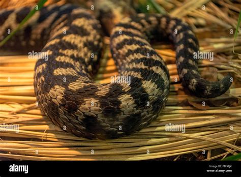 Vipera berus Stock Photo - Alamy