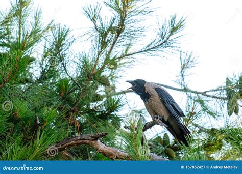 Screaming Crow Sitting On A Pine Branch Stock Image Image Of Bill