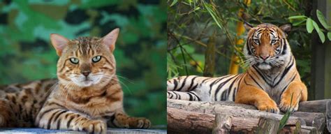 What Are The Similarities Between Tiger And Cat Tiger Universe