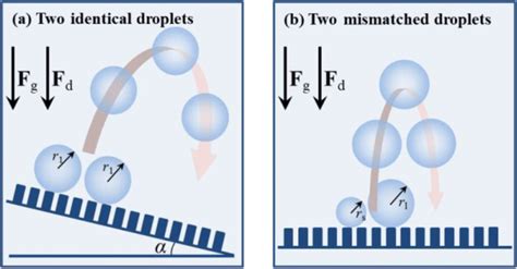 Schematic Diagram Of Coalescence Induced Droplet Jumping A Two