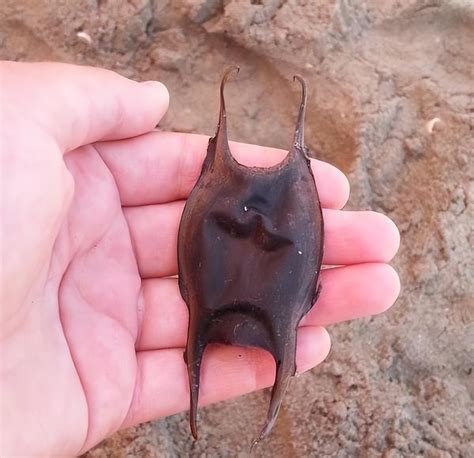 Man Walks On The Beach Finds Shark Eggs And Sees A Magical Scene