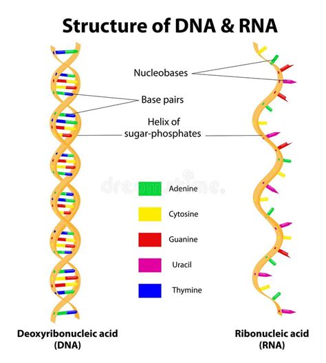 Mol Cula De La Dna Y Del Arn De La Estructura Vector Ilustraci N Del