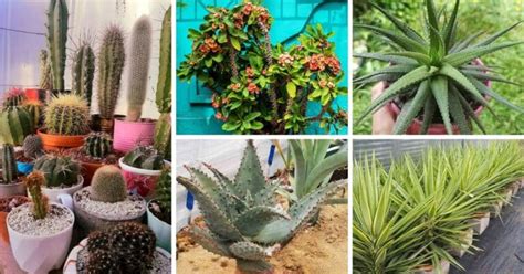 Grow And Care For Spiky Succulents The Ultimate Guide