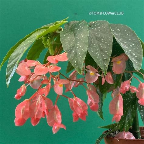 Begonia Maculata Tamaya Kaufen Auf Ricardo