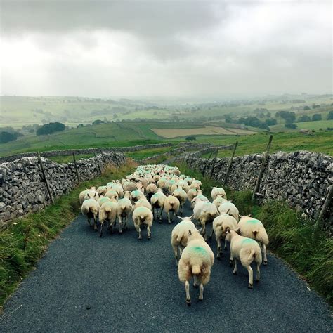 Hill Top Farm on Twitter: "Dropping into Malhamdale. #Farm24…