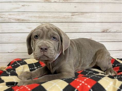 Neapolitan Mastiff Puppies Breed Info Petland Batavia Illinois