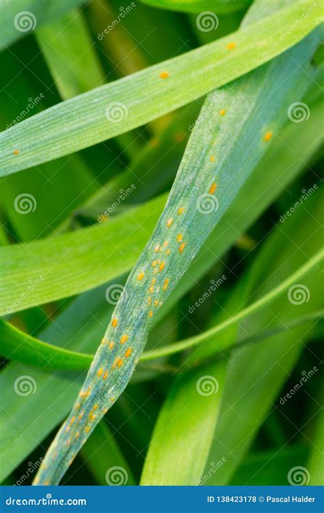 Close View Puccinia Triticina Fungus On Wheat Leaf Stock Photo Image