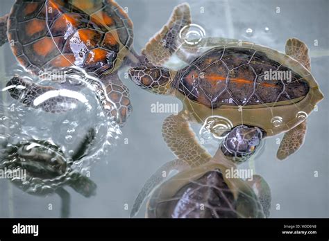 Close Up Of Baby Hawksbill Sea Turtles Cuddling In Nursery Pool Young