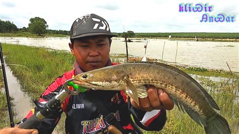 Mancing Ikan Gabus Di Spot Banjiran Memang Aduhai Casting Gabus