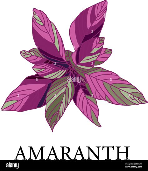 Globe Amaranth Flower Stock Vector Images Alamy