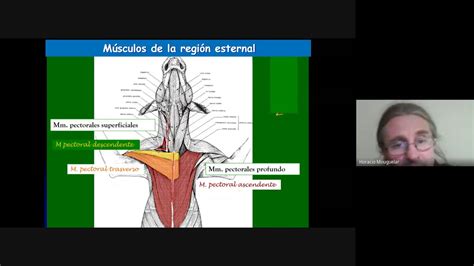 Anatomía topográfica veterinaria U C C Regiones del tórax Parte 1