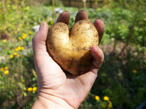 Kartoffeln pflanzen Erdäpfel selber anbauen Plantura