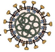 growing coronavirus epidemic virology blog