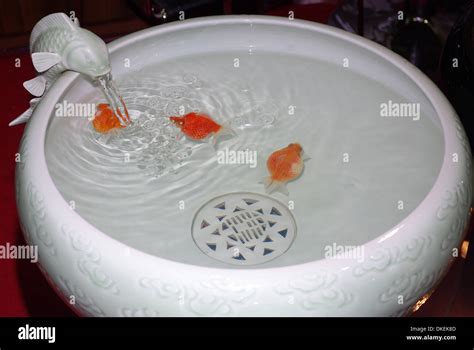 Pearl scale goldfish (Carassius auratus) in a chinese fish tank Stock Photo - Alamy