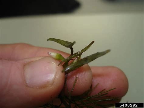 Fanwort Alberta Invasive Species Council