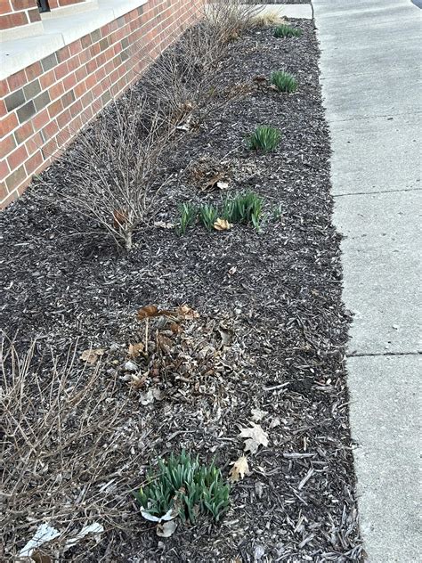 Decatur Grace | Decatur IL