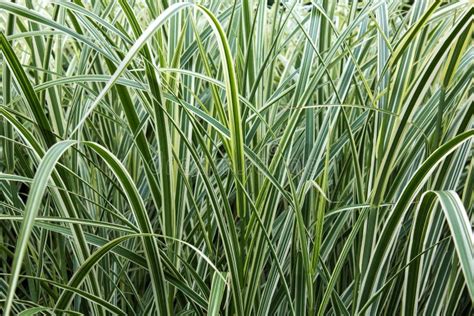 Striped Grass Ornamental Garden Stock Image Image Of Ornamental Kent 71929455