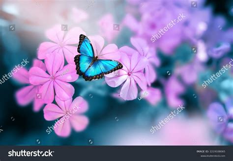 Real Purple Butterflies On Flowers