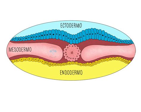 Disco Embrionario Trilaminar Genoma M Dico Udocz