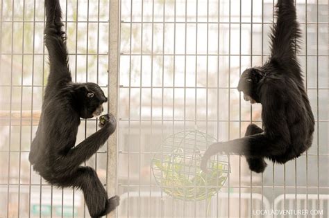 Singing with Gibbons at the Gibbon Conservation Center Santa Clarita ...