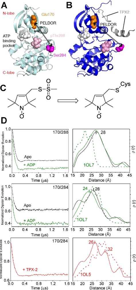 Figure 1 From Detection Of Ligandinduced Conformational Changes In The