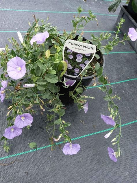 Convolvulus Sabatius In 140mm Pot Canberra Nursery Garden Centre