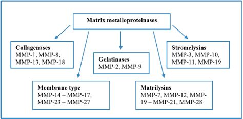 Matrix Metalloproteinases Groups A Higher Resolution Colour