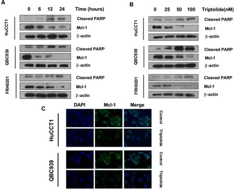 Triptolide Time And Dose Dependently Inhibited Mcl Protein