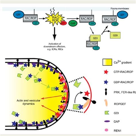 A Model For FER Mediated RAC ROP Signalled NADPH Oxidase Dependent