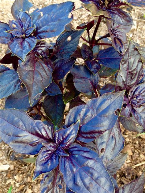 Purple Basil Seeds, Dark Opal Purple Basil, Easy to Grow Herb Seeds ...