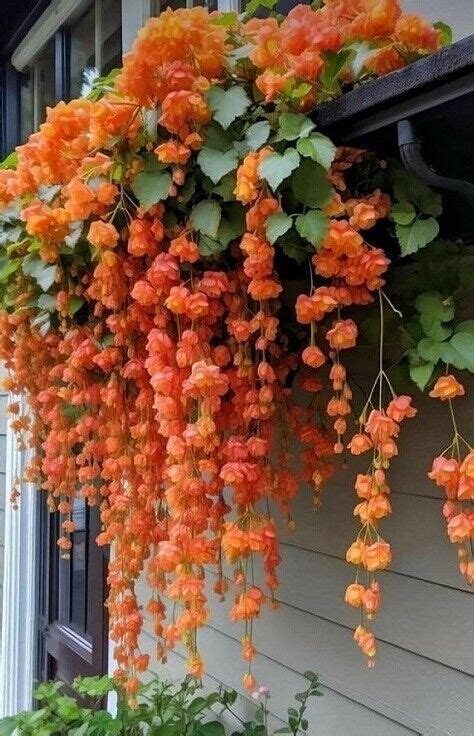 Weep Begonia Flowers Hanging Plant Lots of Blooms