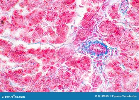 Tessuto Dello Stomaco Intestino Tenue Pancreas Umano E Intestino Crasso