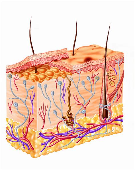 Sebaceous Gland Stock Photos Pictures And Royalty Free Images Istock