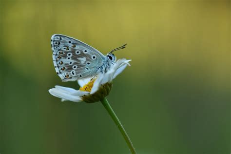 DSC 5414 Augustin Labranche Flickr