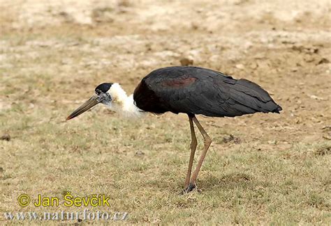 Burung Botak Padang Foto Gambar