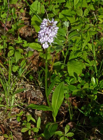 Early Marsh Orchid Dactylorhiza Incarnata