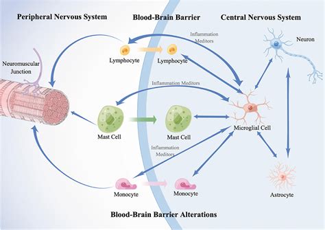 Lymphocyte Diagram