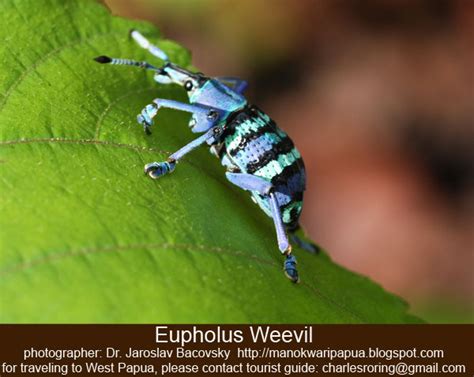 Birding and Wildlife Watching: Beetles from Tropical Rainforest in ...