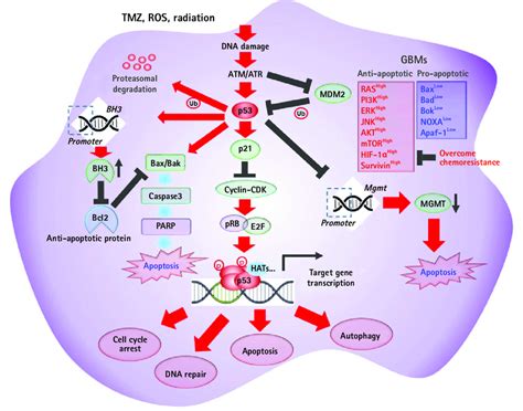 Schematic Illustration Of The Molecular Mechanism Of Various