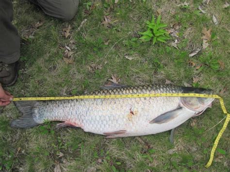 Record Grass Carp