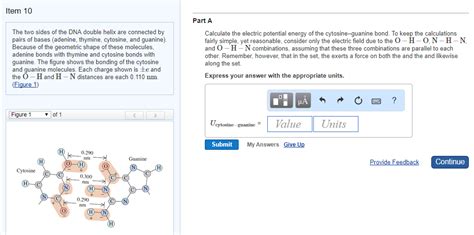 Solved Item Part A The Two Sides Of The Dna Double Helix Chegg