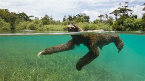 Sloths In Costa Rica Special Places Of Costa Rica