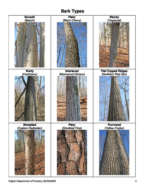 Tree Bark Identification Chart