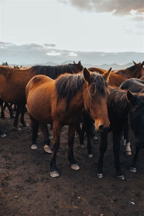 A Herd of Horses · Free Stock Photo