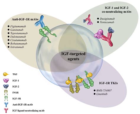 Ijms Free Full Text Mini Review Molecular Interpretation Of The