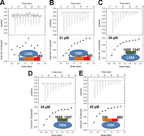 The Coiled Coil Domain Of Cagf Interacts With Domains Ii Iii Of Caga