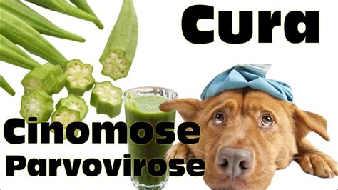 Suco De Quiabo Para Cachorro Cinomose Ou Parvovirose Saiba Tudo