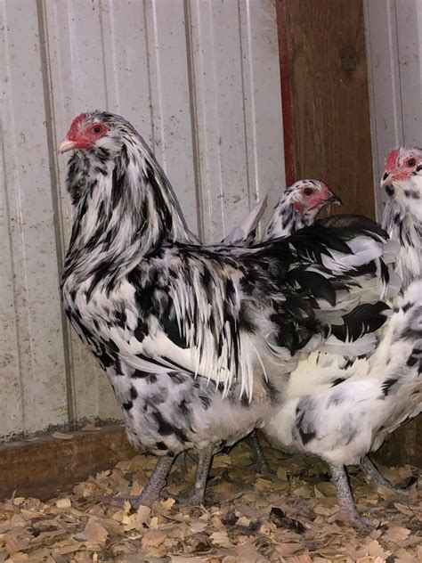 Ermine Ameraucana Chicken For Sale Cackle Hatchery®