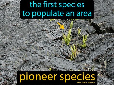 Pioneer Species - Easy Science | Species definition, Species, Easy science