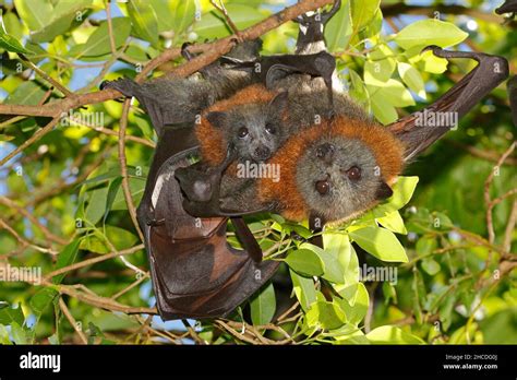 Female grey headed flying fox hi-res stock photography and images - Alamy